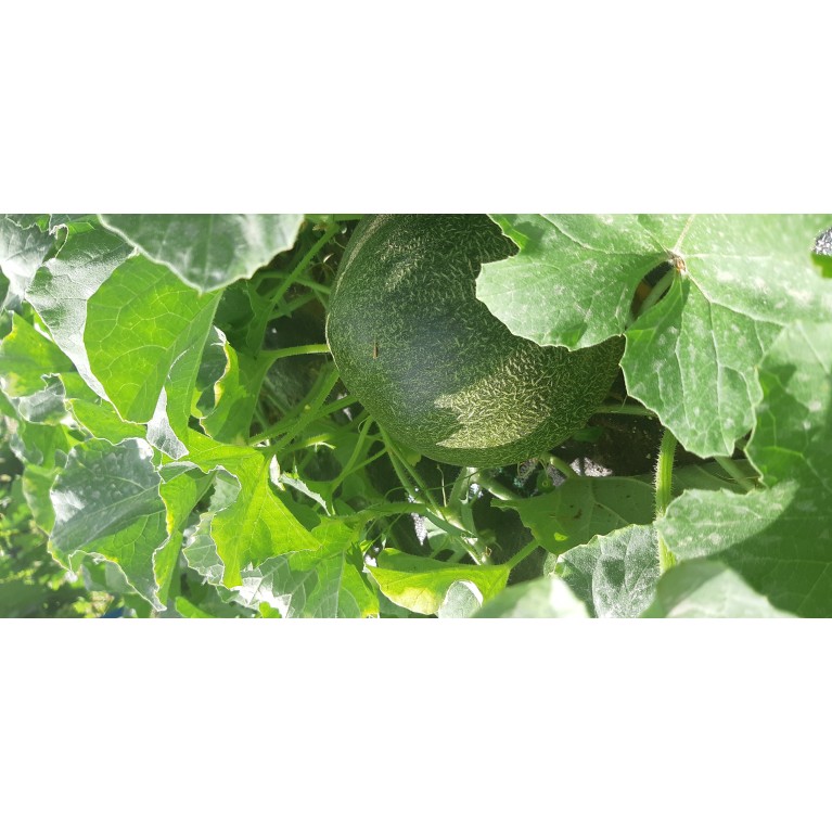  NΤΟΜΑΤΑ ΑΝΑΡΡΙΧΩΜΕΝΗ - ΚΑΡΠΟΥΖΙ - ΠΕΠΟΝΙ / ΥΦΑΣΜΑ ΕΔΑΦΟΚΑΛΥΨΗΣ PROKROB