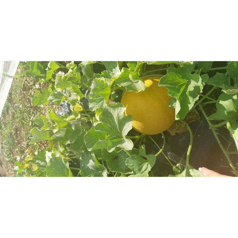  NΤΟΜΑΤΑ ΑΝΑΡΡΙΧΩΜΕΝΗ - ΚΑΡΠΟΥΖΙ - ΠΕΠΟΝΙ / ΥΦΑΣΜΑ ΕΔΑΦΟΚΑΛΥΨΗΣ PROKROB