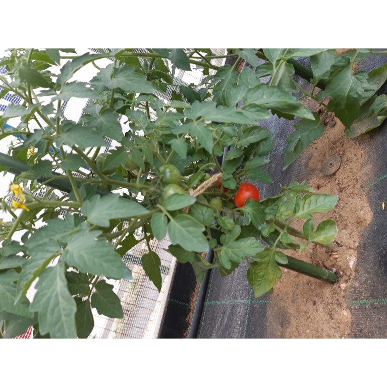 ΑΓΓΟΥΡΙ - ΤΟΜΑΤΑ - ΜΕΛΙΤΖΑΝΑ  /  ΥΦΑΣΜΑ ΕΔΑΦΟΚΑΛΥΨΗΣ PROKROB