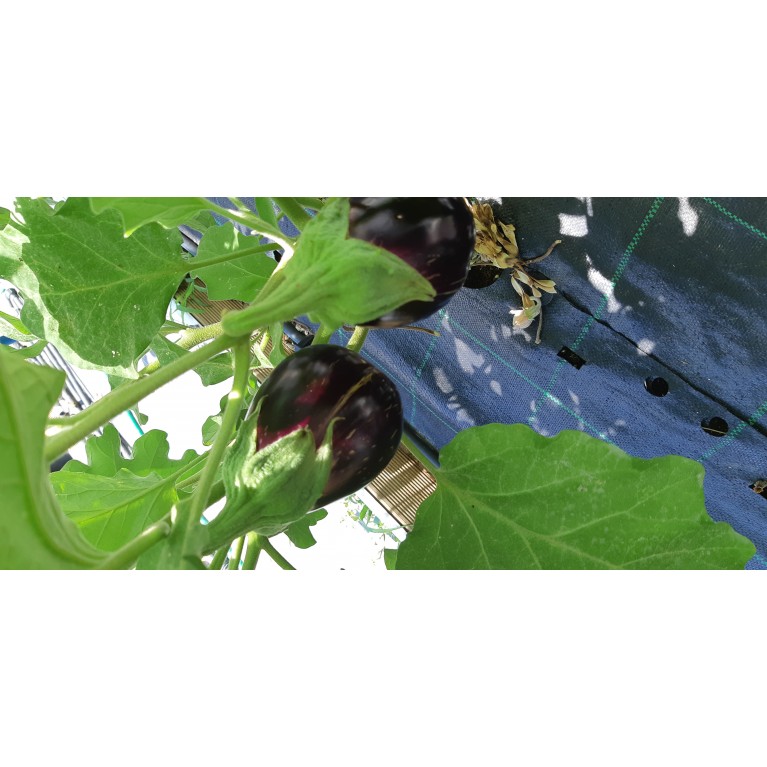 ΑΓΓΟΥΡΙ - ΤΟΜΑΤΑ - ΜΕΛΙΤΖΑΝΑ  /  ΥΦΑΣΜΑ ΕΔΑΦΟΚΑΛΥΨΗΣ PROKROB