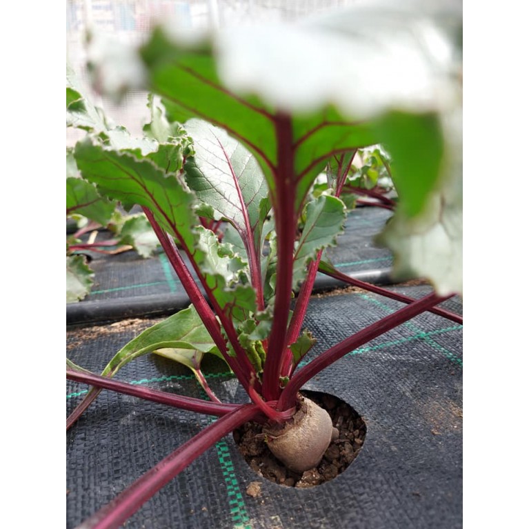 ΠΑΤΖΑΡΙ - ΠΡΑΣΟ - ΣΕΛΙΝΟ - ΣΠΑΝΑΚΙ  /  ΥΦΑΣΜΑ ΕΔΑΦΟΚΑΛΥΨΗΣ PROKROB