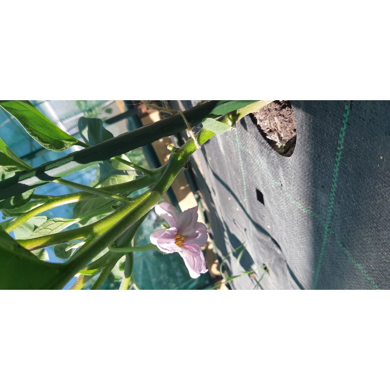 ΑΓΓΟΥΡΙ - ΤΟΜΑΤΑ - ΜΕΛΙΤΖΑΝΑ  /  ΥΦΑΣΜΑ ΕΔΑΦΟΚΑΛΥΨΗΣ PROKROB