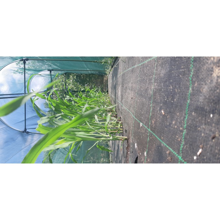 ΚΑΛΑΜΠΟΚΙ - ΚΟΛΟΚΥΘΙ - ΚΟΥΚΙΑ - ΚΟΥΝΟΥΠΙΔΙ - ΛΑΧΑΝΟ - ΜΠΑΜΙΑ - ΜΠΡΟΚΟΛΟ - ΠΙΠΕΡΙΑ - ΦΡΑΟΥΛΑ  / ΥΦΑΣΜΑ ΕΔΑΦΟΚΑΛΥΨΗΣ PROKROB