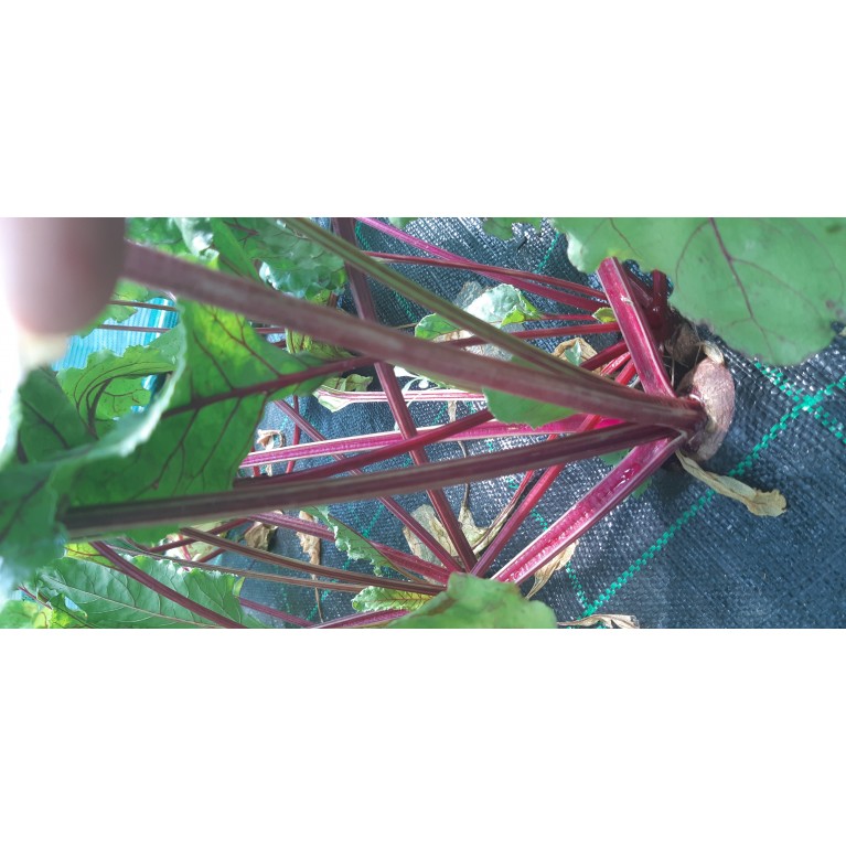 ΠΑΤΖΑΡΙ - ΠΡΑΣΟ - ΣΕΛΙΝΟ - ΣΠΑΝΑΚΙ  /  ΥΦΑΣΜΑ ΕΔΑΦΟΚΑΛΥΨΗΣ PROKROB