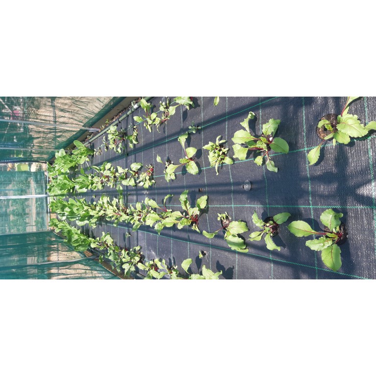 ΠΑΤΖΑΡΙ - ΠΡΑΣΟ - ΣΕΛΙΝΟ - ΣΠΑΝΑΚΙ  /  ΥΦΑΣΜΑ ΕΔΑΦΟΚΑΛΥΨΗΣ PROKROB