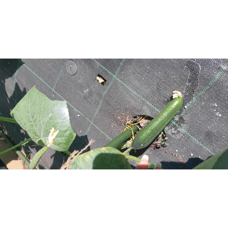 ΑΓΓΟΥΡΙ - ΤΟΜΑΤΑ - ΜΕΛΙΤΖΑΝΑ  /  ΥΦΑΣΜΑ ΕΔΑΦΟΚΑΛΥΨΗΣ PROKROB