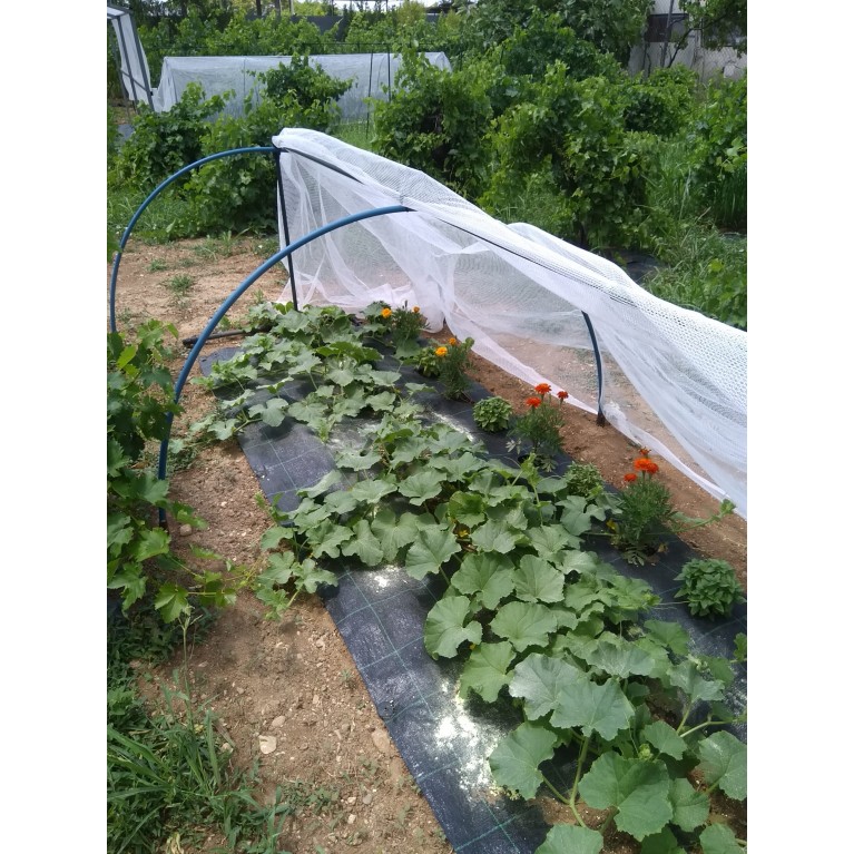  NΤΟΜΑΤΑ ΑΝΑΡΡΙΧΩΜΕΝΗ - ΚΑΡΠΟΥΖΙ - ΠΕΠΟΝΙ / ΥΦΑΣΜΑ ΕΔΑΦΟΚΑΛΥΨΗΣ PROKROB