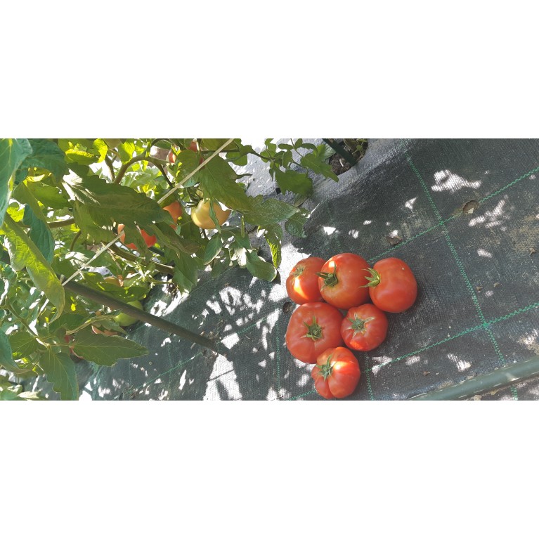 ΑΓΓΟΥΡΙ - ΤΟΜΑΤΑ - ΜΕΛΙΤΖΑΝΑ  /  ΥΦΑΣΜΑ ΕΔΑΦΟΚΑΛΥΨΗΣ PROKROB