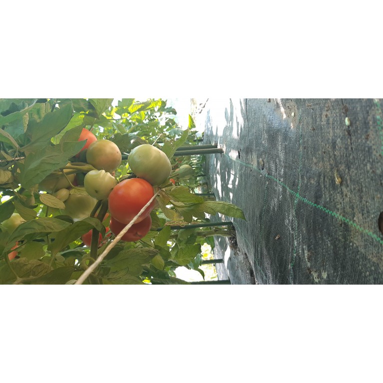 ΑΓΓΟΥΡΙ - ΤΟΜΑΤΑ - ΜΕΛΙΤΖΑΝΑ  /  ΥΦΑΣΜΑ ΕΔΑΦΟΚΑΛΥΨΗΣ PROKROB