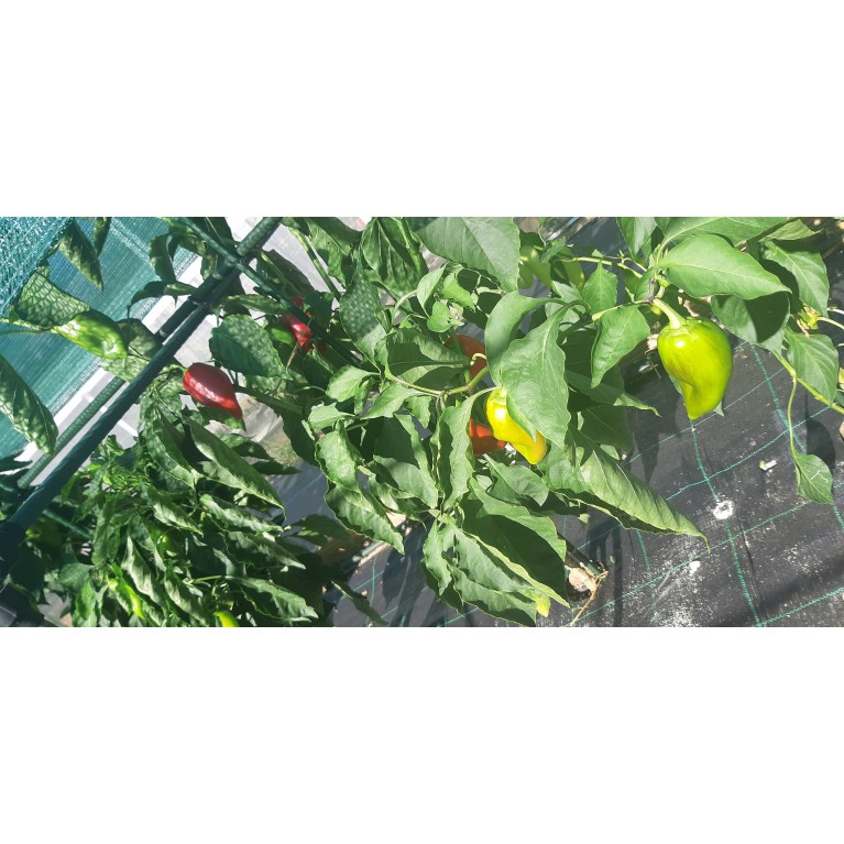 ΚΑΛΑΜΠΟΚΙ - ΚΟΛΟΚΥΘΙ - ΚΟΥΚΙΑ - ΚΟΥΝΟΥΠΙΔΙ - ΛΑΧΑΝΟ - ΜΠΑΜΙΑ - ΜΠΡΟΚΟΛΟ - ΠΙΠΕΡΙΑ - ΦΡΑΟΥΛΑ  / ΥΦΑΣΜΑ ΕΔΑΦΟΚΑΛΥΨΗΣ PROKROB