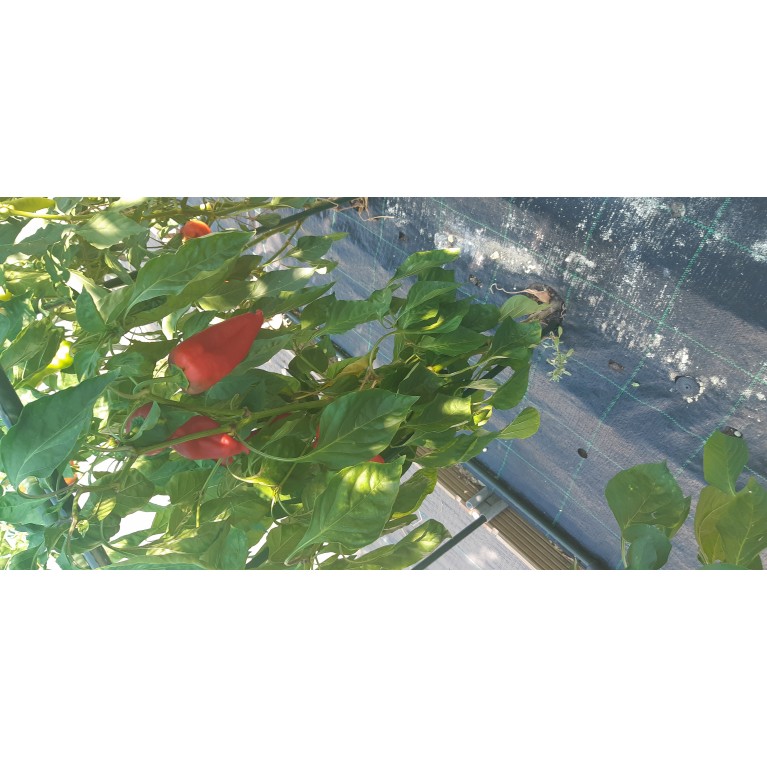 ΚΑΛΑΜΠΟΚΙ - ΚΟΛΟΚΥΘΙ - ΚΟΥΚΙΑ - ΚΟΥΝΟΥΠΙΔΙ - ΛΑΧΑΝΟ - ΜΠΑΜΙΑ - ΜΠΡΟΚΟΛΟ - ΠΙΠΕΡΙΑ - ΦΡΑΟΥΛΑ  / ΥΦΑΣΜΑ ΕΔΑΦΟΚΑΛΥΨΗΣ PROKROB