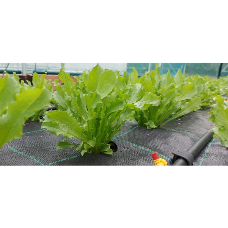 ΜΑΡΟΥΛΙ - ΑΝΤΙΔΙ - ΣΤΑΜΝΑΓΚΑΘΙ  /  ΥΦΑΣΜΑ ΕΔΑΦΟΚΑΛΥΨΗΣ PROKROB