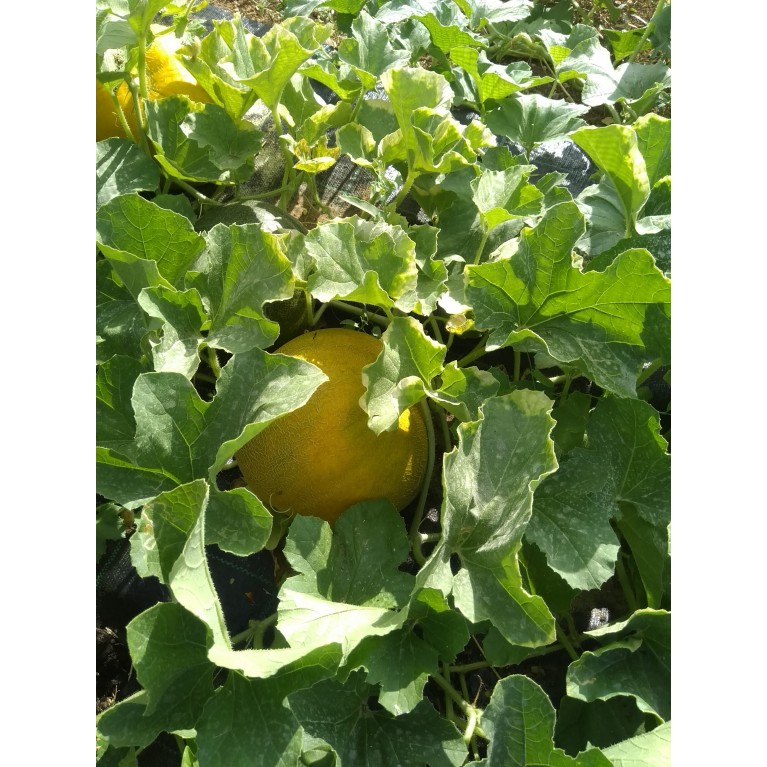  NΤΟΜΑΤΑ ΑΝΑΡΡΙΧΩΜΕΝΗ - ΚΑΡΠΟΥΖΙ - ΠΕΠΟΝΙ / ΥΦΑΣΜΑ ΕΔΑΦΟΚΑΛΥΨΗΣ PROKROB