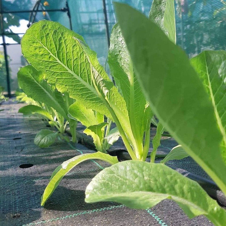 ΜΑΡΟΥΛΙ - ΑΝΤΙΔΙ - ΣΤΑΜΝΑΓΚΑΘΙ  /  ΥΦΑΣΜΑ ΕΔΑΦΟΚΑΛΥΨΗΣ PROKROB