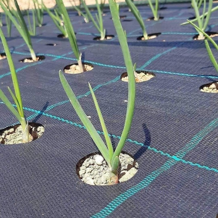  ΚΡΕΜΜΥΔΙ ΞΕΡΟ & ΣΚΟΡΔΟ ΥΦΑΣΜΑ ΕΔΑΦΟΚΑΛΥΨΗΣ PROKROB