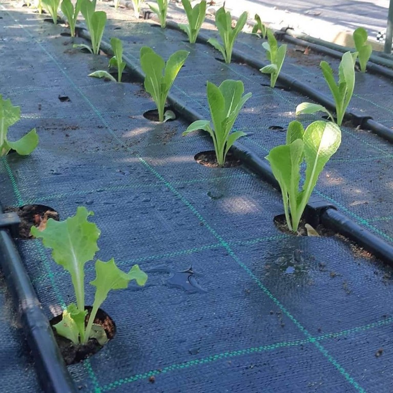 ΜΑΡΟΥΛΙ - ΑΝΤΙΔΙ - ΣΤΑΜΝΑΓΚΑΘΙ  /  ΥΦΑΣΜΑ ΕΔΑΦΟΚΑΛΥΨΗΣ PROKROB