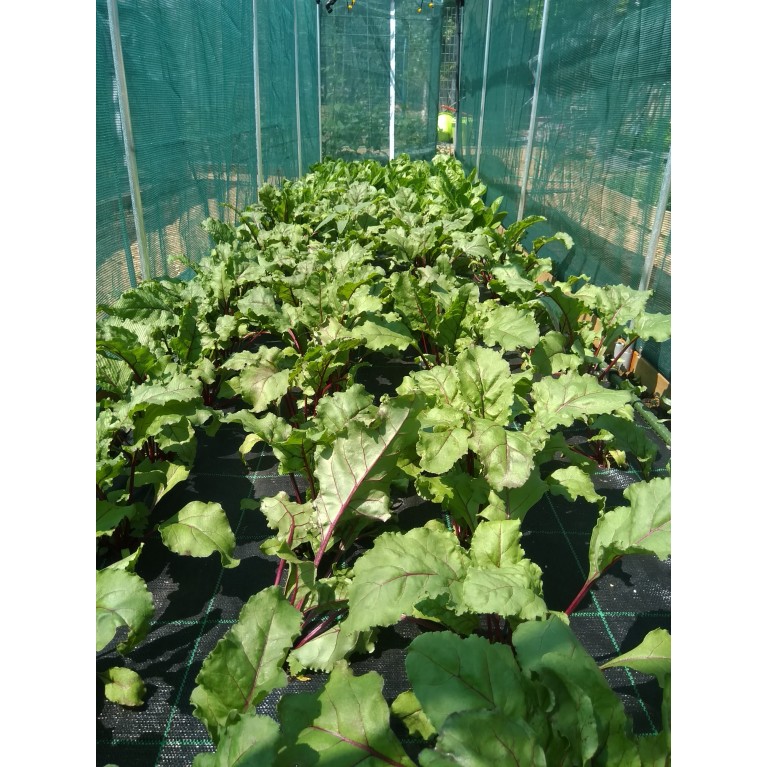 ΠΑΤΖΑΡΙ - ΠΡΑΣΟ - ΣΕΛΙΝΟ - ΣΠΑΝΑΚΙ  /  ΥΦΑΣΜΑ ΕΔΑΦΟΚΑΛΥΨΗΣ PROKROB