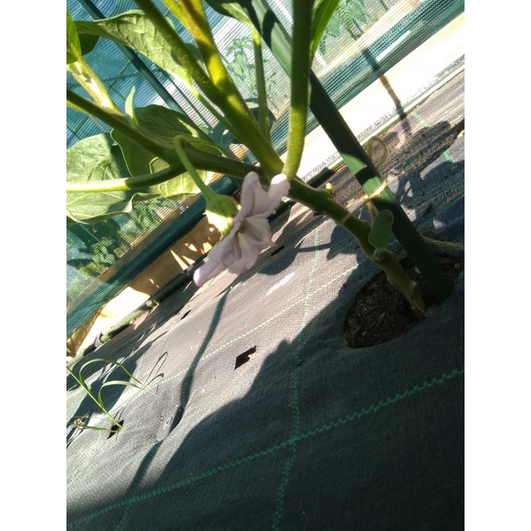 ΑΓΓΟΥΡΙ - ΤΟΜΑΤΑ - ΜΕΛΙΤΖΑΝΑ  /  ΥΦΑΣΜΑ ΕΔΑΦΟΚΑΛΥΨΗΣ PROKROB