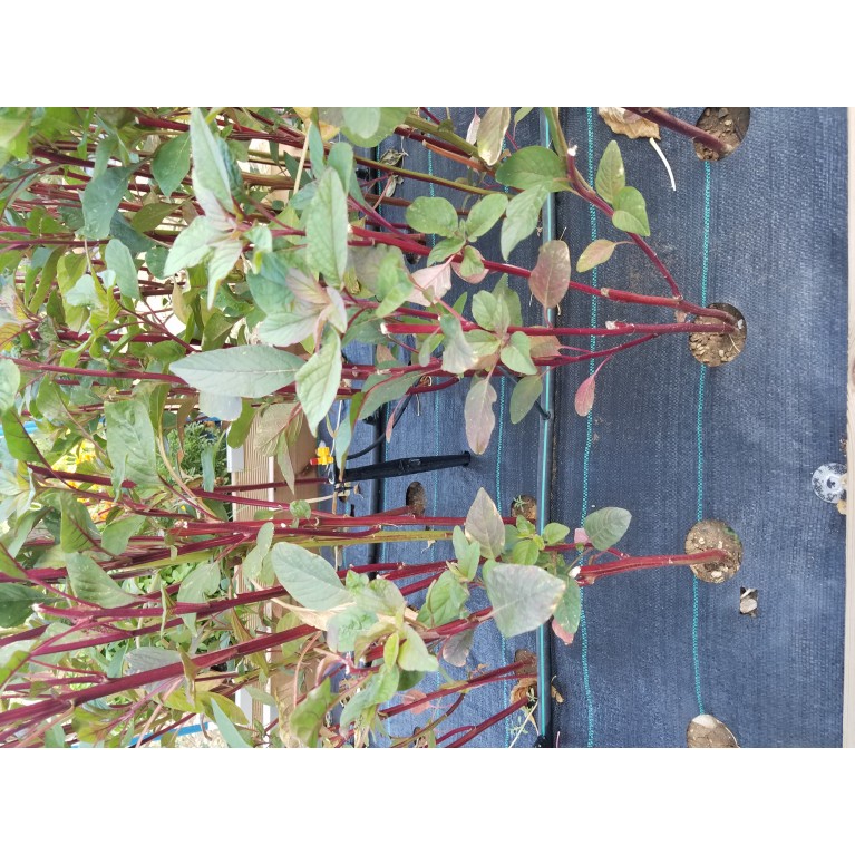 ΠΑΤΖΑΡΙ - ΠΡΑΣΟ - ΣΕΛΙΝΟ - ΣΠΑΝΑΚΙ  /  ΥΦΑΣΜΑ ΕΔΑΦΟΚΑΛΥΨΗΣ PROKROB