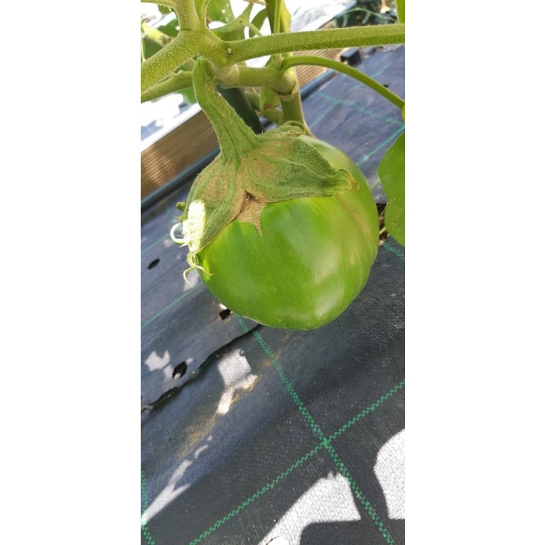 ΑΓΓΟΥΡΙ - ΤΟΜΑΤΑ - ΜΕΛΙΤΖΑΝΑ  /  ΥΦΑΣΜΑ ΕΔΑΦΟΚΑΛΥΨΗΣ PROKROB