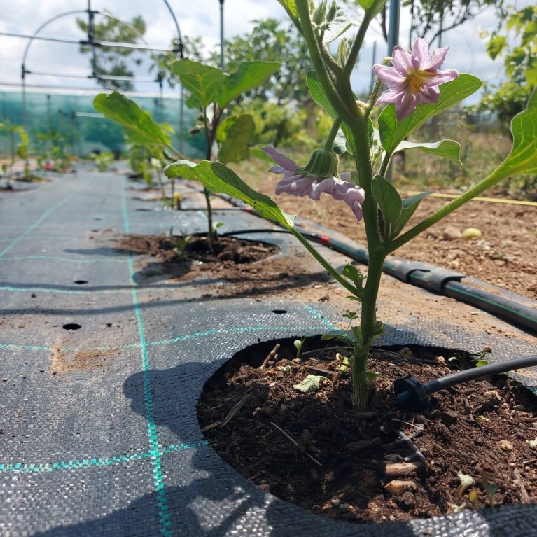 ΑΓΓΟΥΡΙ - ΤΟΜΑΤΑ - ΜΕΛΙΤΖΑΝΑ  /  ΥΦΑΣΜΑ ΕΔΑΦΟΚΑΛΥΨΗΣ PROKROB