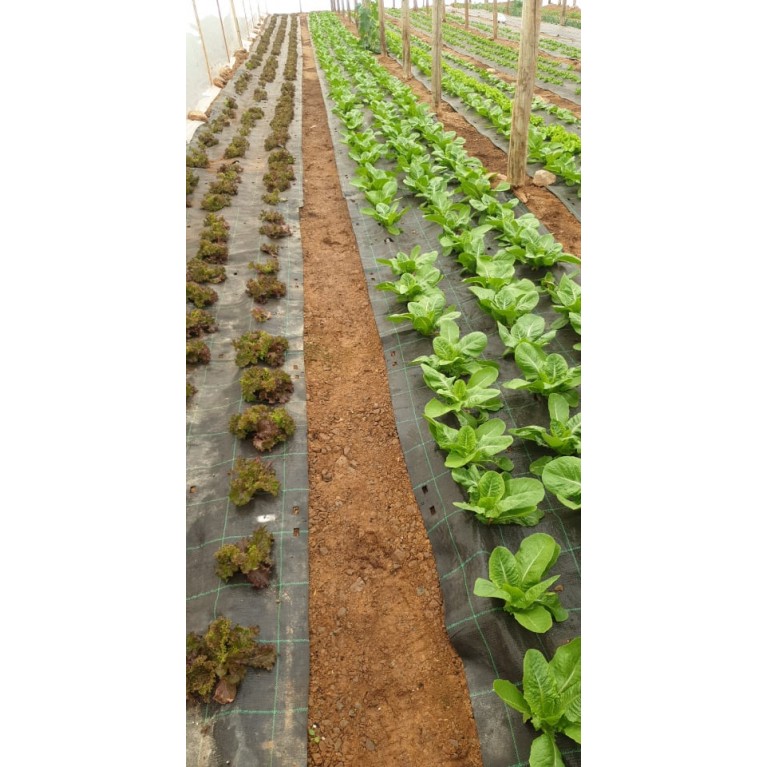 ΜΑΡΟΥΛΙ - ΑΝΤΙΔΙ - ΣΤΑΜΝΑΓΚΑΘΙ  /  ΥΦΑΣΜΑ ΕΔΑΦΟΚΑΛΥΨΗΣ PROKROB