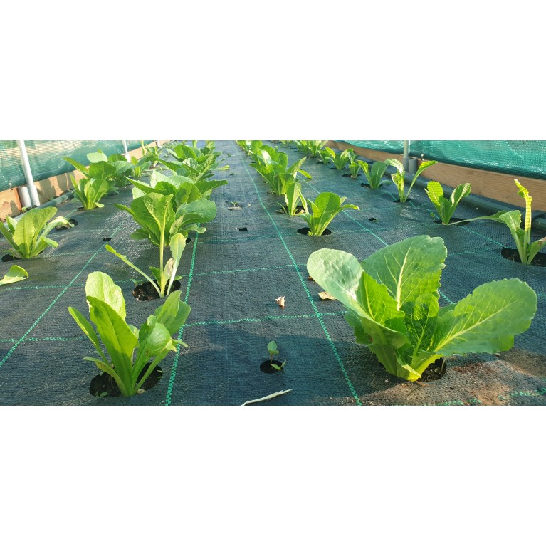 ΜΑΡΟΥΛΙ - ΑΝΤΙΔΙ - ΣΤΑΜΝΑΓΚΑΘΙ  /  ΥΦΑΣΜΑ ΕΔΑΦΟΚΑΛΥΨΗΣ PROKROB