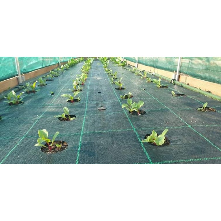 ΠΑΤΖΑΡΙ - ΠΡΑΣΟ - ΣΕΛΙΝΟ - ΣΠΑΝΑΚΙ  /  ΥΦΑΣΜΑ ΕΔΑΦΟΚΑΛΥΨΗΣ PROKROB