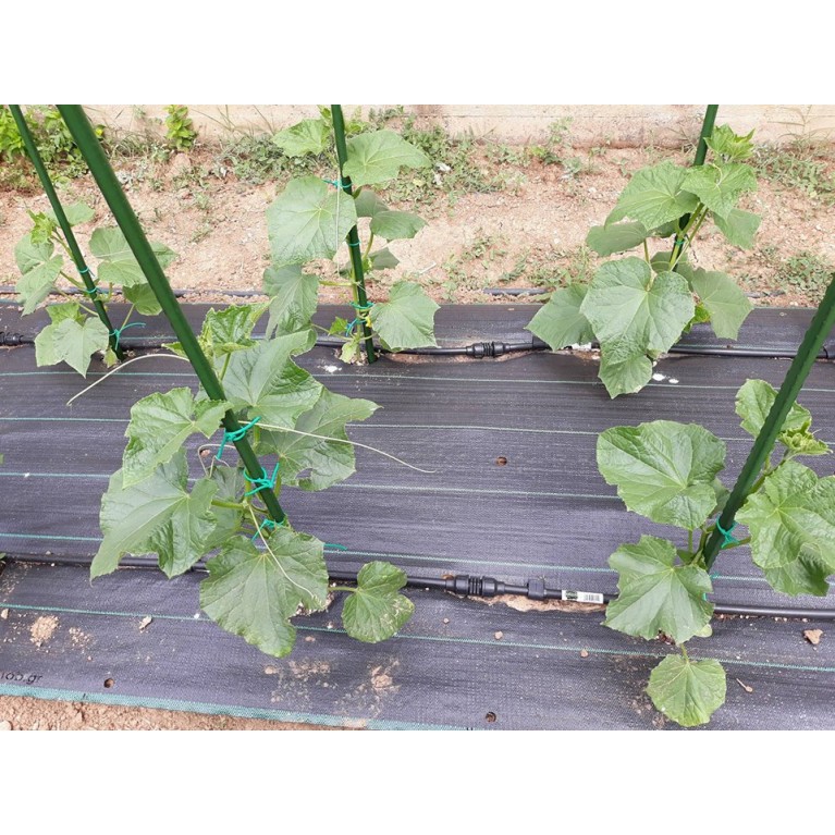 ΑΓΓΟΥΡΙ - ΤΟΜΑΤΑ - ΜΕΛΙΤΖΑΝΑ  /  ΥΦΑΣΜΑ ΕΔΑΦΟΚΑΛΥΨΗΣ PROKROB