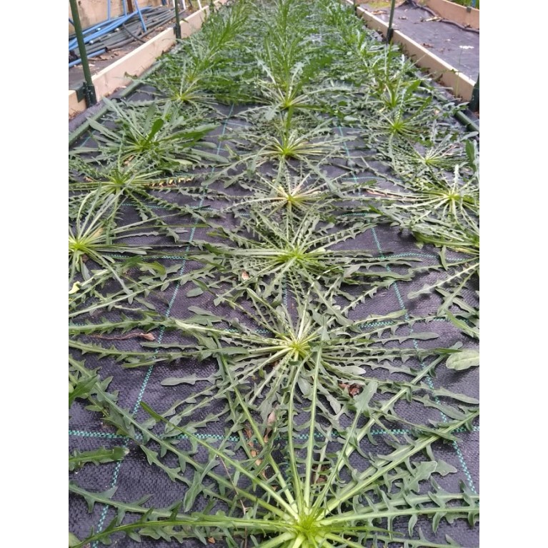 ΜΑΡΟΥΛΙ - ΑΝΤΙΔΙ - ΣΤΑΜΝΑΓΚΑΘΙ  /  ΥΦΑΣΜΑ ΕΔΑΦΟΚΑΛΥΨΗΣ PROKROB