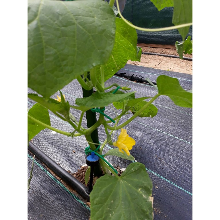 ΑΓΓΟΥΡΙ - ΤΟΜΑΤΑ - ΜΕΛΙΤΖΑΝΑ  /  ΥΦΑΣΜΑ ΕΔΑΦΟΚΑΛΥΨΗΣ PROKROB