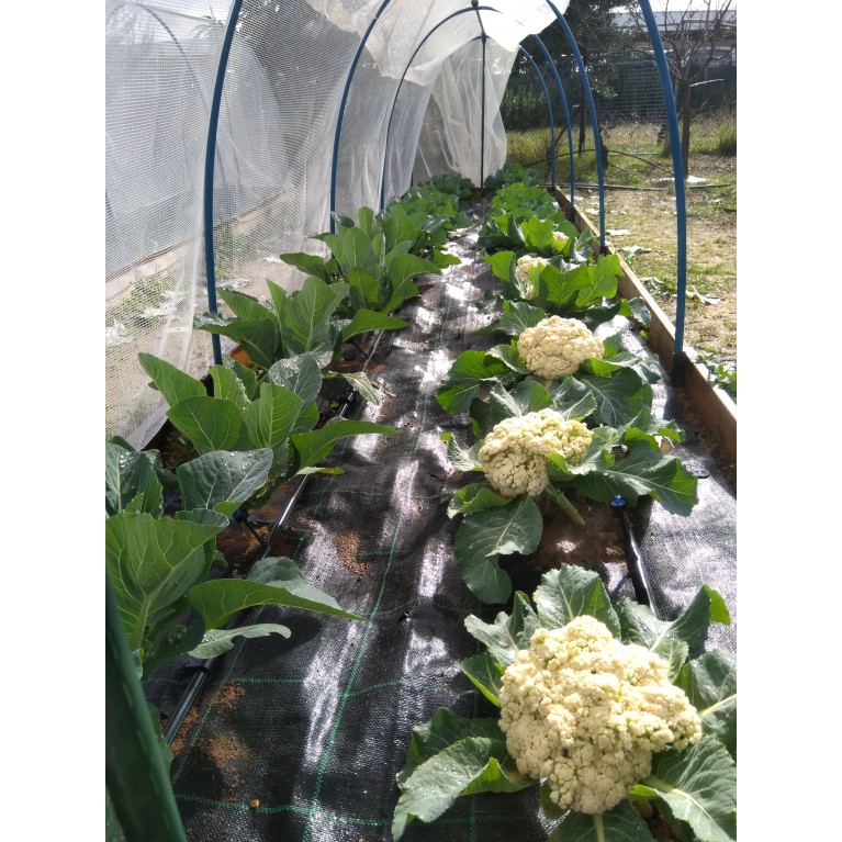 ΚΑΛΑΜΠΟΚΙ - ΚΟΛΟΚΥΘΙ - ΚΟΥΚΙΑ - ΚΟΥΝΟΥΠΙΔΙ - ΛΑΧΑΝΟ - ΜΠΑΜΙΑ - ΜΠΡΟΚΟΛΟ - ΠΙΠΕΡΙΑ - ΦΡΑΟΥΛΑ  / ΥΦΑΣΜΑ ΕΔΑΦΟΚΑΛΥΨΗΣ PROKROB