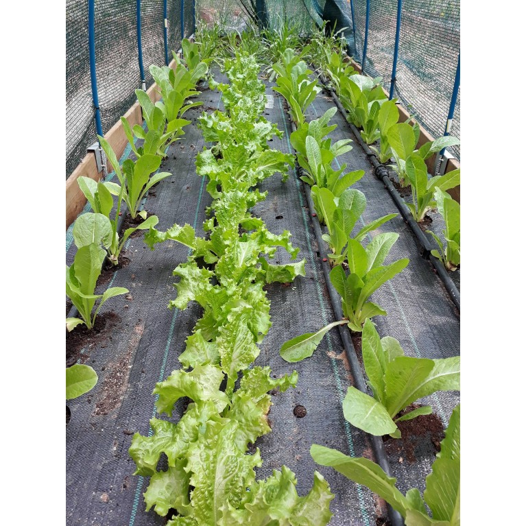 ΜΑΡΟΥΛΙ - ΑΝΤΙΔΙ - ΣΤΑΜΝΑΓΚΑΘΙ  /  ΥΦΑΣΜΑ ΕΔΑΦΟΚΑΛΥΨΗΣ PROKROB