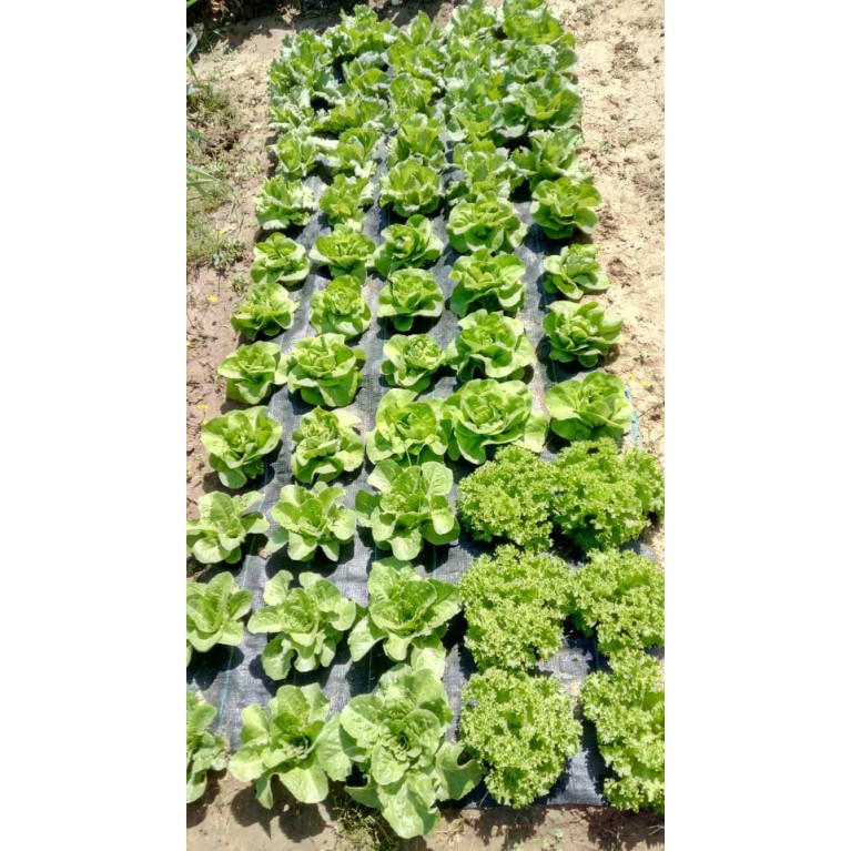 ΜΑΡΟΥΛΙ - ΑΝΤΙΔΙ - ΣΤΑΜΝΑΓΚΑΘΙ  /  ΥΦΑΣΜΑ ΕΔΑΦΟΚΑΛΥΨΗΣ PROKROB