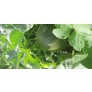  NΤΟΜΑΤΑ ΑΝΑΡΡΙΧΩΜΕΝΗ - ΚΑΡΠΟΥΖΙ - ΠΕΠΟΝΙ / ΥΦΑΣΜΑ ΕΔΑΦΟΚΑΛΥΨΗΣ PROKROB