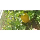  NΤΟΜΑΤΑ ΑΝΑΡΡΙΧΩΜΕΝΗ - ΚΑΡΠΟΥΖΙ - ΠΕΠΟΝΙ / ΥΦΑΣΜΑ ΕΔΑΦΟΚΑΛΥΨΗΣ PROKROB