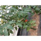 ΑΓΓΟΥΡΙ - ΤΟΜΑΤΑ - ΜΕΛΙΤΖΑΝΑ  /  ΥΦΑΣΜΑ ΕΔΑΦΟΚΑΛΥΨΗΣ PROKROB