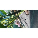 ΑΓΓΟΥΡΙ - ΤΟΜΑΤΑ - ΜΕΛΙΤΖΑΝΑ  /  ΥΦΑΣΜΑ ΕΔΑΦΟΚΑΛΥΨΗΣ PROKROB