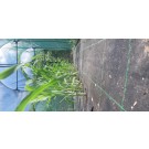 ΚΑΛΑΜΠΟΚΙ - ΚΟΛΟΚΥΘΙ - ΚΟΥΚΙΑ - ΚΟΥΝΟΥΠΙΔΙ - ΛΑΧΑΝΟ - ΜΠΑΜΙΑ - ΜΠΡΟΚΟΛΟ - ΠΙΠΕΡΙΑ - ΦΡΑΟΥΛΑ  / ΥΦΑΣΜΑ ΕΔΑΦΟΚΑΛΥΨΗΣ PROKROB