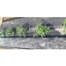 ΑΓΓΟΥΡΙ - ΤΟΜΑΤΑ - ΜΕΛΙΤΖΑΝΑ  /  ΥΦΑΣΜΑ ΕΔΑΦΟΚΑΛΥΨΗΣ PROKROB