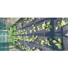 ΠΑΤΖΑΡΙ - ΠΡΑΣΟ - ΣΕΛΙΝΟ - ΣΠΑΝΑΚΙ  /  ΥΦΑΣΜΑ ΕΔΑΦΟΚΑΛΥΨΗΣ PROKROB