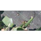 ΑΓΓΟΥΡΙ - ΤΟΜΑΤΑ - ΜΕΛΙΤΖΑΝΑ  /  ΥΦΑΣΜΑ ΕΔΑΦΟΚΑΛΥΨΗΣ PROKROB