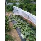  NΤΟΜΑΤΑ ΑΝΑΡΡΙΧΩΜΕΝΗ - ΚΑΡΠΟΥΖΙ - ΠΕΠΟΝΙ / ΥΦΑΣΜΑ ΕΔΑΦΟΚΑΛΥΨΗΣ PROKROB