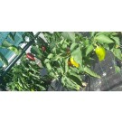 ΚΑΛΑΜΠΟΚΙ - ΚΟΛΟΚΥΘΙ - ΚΟΥΚΙΑ - ΚΟΥΝΟΥΠΙΔΙ - ΛΑΧΑΝΟ - ΜΠΑΜΙΑ - ΜΠΡΟΚΟΛΟ - ΠΙΠΕΡΙΑ - ΦΡΑΟΥΛΑ  / ΥΦΑΣΜΑ ΕΔΑΦΟΚΑΛΥΨΗΣ PROKROB