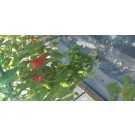 ΚΑΛΑΜΠΟΚΙ - ΚΟΛΟΚΥΘΙ - ΚΟΥΚΙΑ - ΚΟΥΝΟΥΠΙΔΙ - ΛΑΧΑΝΟ - ΜΠΑΜΙΑ - ΜΠΡΟΚΟΛΟ - ΠΙΠΕΡΙΑ - ΦΡΑΟΥΛΑ  / ΥΦΑΣΜΑ ΕΔΑΦΟΚΑΛΥΨΗΣ PROKROB