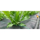 ΜΑΡΟΥΛΙ - ΑΝΤΙΔΙ - ΣΤΑΜΝΑΓΚΑΘΙ  /  ΥΦΑΣΜΑ ΕΔΑΦΟΚΑΛΥΨΗΣ PROKROB