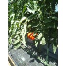 ΑΓΓΟΥΡΙ - ΤΟΜΑΤΑ - ΜΕΛΙΤΖΑΝΑ  /  ΥΦΑΣΜΑ ΕΔΑΦΟΚΑΛΥΨΗΣ PROKROB