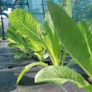 ΜΑΡΟΥΛΙ - ΑΝΤΙΔΙ - ΣΤΑΜΝΑΓΚΑΘΙ  /  ΥΦΑΣΜΑ ΕΔΑΦΟΚΑΛΥΨΗΣ PROKROB