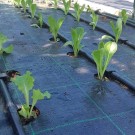 ΜΑΡΟΥΛΙ - ΑΝΤΙΔΙ - ΣΤΑΜΝΑΓΚΑΘΙ  /  ΥΦΑΣΜΑ ΕΔΑΦΟΚΑΛΥΨΗΣ PROKROB