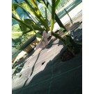 ΑΓΓΟΥΡΙ - ΤΟΜΑΤΑ - ΜΕΛΙΤΖΑΝΑ  /  ΥΦΑΣΜΑ ΕΔΑΦΟΚΑΛΥΨΗΣ PROKROB